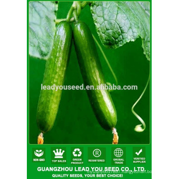 NCU161 Zican long cucumber seeds for agricultural